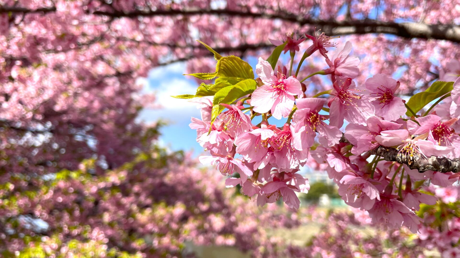 愛知】河津桜の名所12選！ひと足早くお花見を楽しもう | tabemaro（たべまろ）